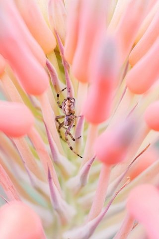 Обои природа, насекомое, цветок, паук, членистоногие, алоэ, nature, insect, flower, spider, arthropods, aloe разрешение 2048x1367 Загрузить