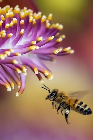 Обои природа, макро, насекомое, цветок, крылья, размытость, пчела, nature, macro, insect, flower, wings, blur, bee разрешение 3523x2686 Загрузить