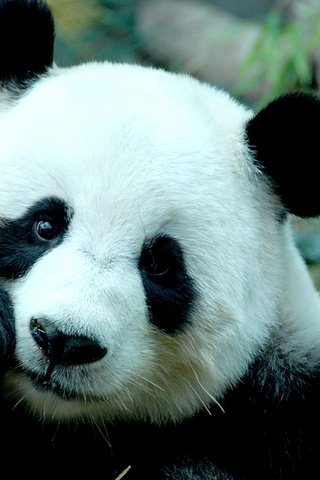 Обои мордочка, взгляд, панда, бамбуковый медведь, большая панда, muzzle, look, panda, bamboo bear, the giant panda разрешение 2880x1800 Загрузить