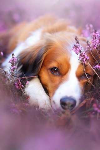 Обои цветы, мордочка, лаванда, взгляд, коикерхондье, linda kohler, flowers, muzzle, lavender, look, kooikerhondje разрешение 2048x1365 Загрузить