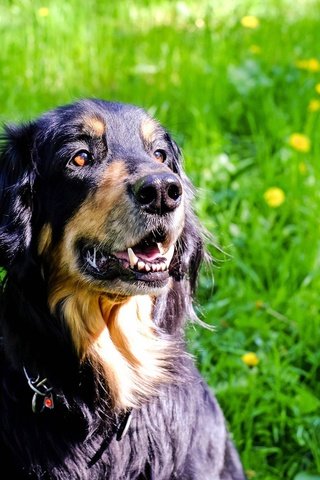 Обои трава, мордочка, взгляд, собака, одуванчики, ховаварт, grass, muzzle, look, dog, dandelions, hovawart разрешение 1920x1281 Загрузить