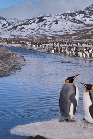 Обои вода, камни, птицы, пингвин, антарктида, пингвины, королевский пингвин, water, stones, birds, penguin, antarctica, penguins, royal penguin разрешение 1920x1200 Загрузить