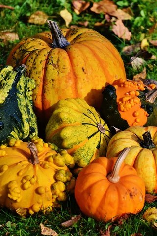 Обои трава, осень, кукуруза, урожай, овощи, тыквы, тыква, осенние листья, grass, autumn, corn, harvest, vegetables, pumpkin, autumn leaves разрешение 5441x3488 Загрузить