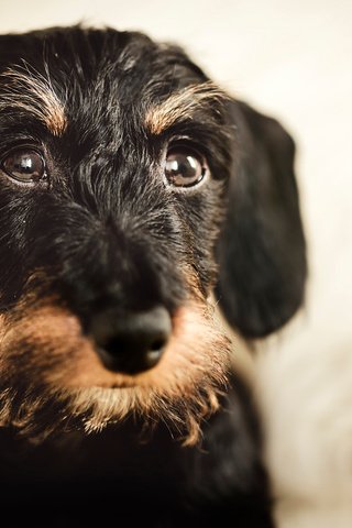 Обои мордочка, взгляд, собака, такса, жесткошерстная такса, muzzle, look, dog, dachshund, wire-haired dachshund разрешение 1920x1200 Загрузить