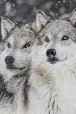 Обои зима, хищник, волки, волк, снегопад, winter, predator, wolves, wolf, snowfall разрешение 2880x1800 Загрузить