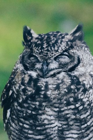 Обои сова, размытость, птица, клюв, перья, закрытые глаза, owl, blur, bird, beak, feathers, closed eyes разрешение 2560x1696 Загрузить