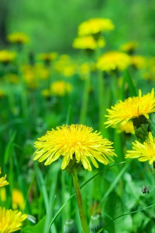 Обои цветы, природа, размытость, одуванчики, желтые, flowers, nature, blur, dandelions, yellow разрешение 3840x2400 Загрузить