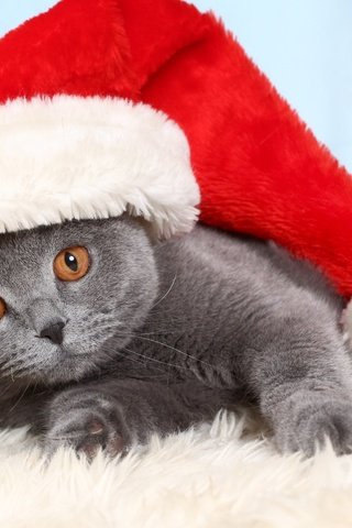 Обои кот, мордочка, кошка, взгляд, шапка, праздник, британская короткошерстная, колпак санты, cat, muzzle, look, hat, holiday, british shorthair разрешение 2560x1600 Загрузить