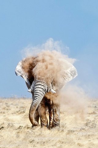 Обои небо, песок, слон, пыль, уши, бивни, the sky, sand, elephant, dust, ears, tusks разрешение 1920x1080 Загрузить