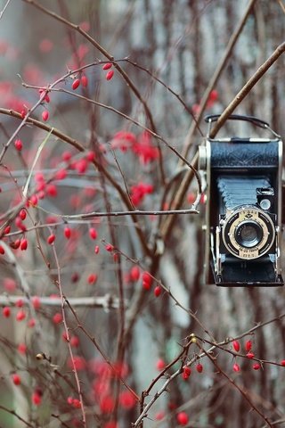 Обои природа, фон, ветки, фотоаппарат, ягоды, куст, камера, nature, background, branches, the camera, berries, bush, camera разрешение 2048x1365 Загрузить