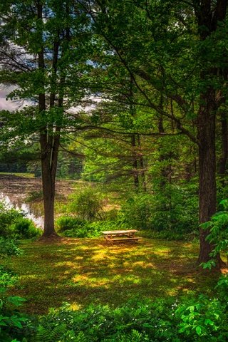 Обои трава, столик, деревья, природа, лес, пейзаж, лето, пруд, лавочки, grass, table, trees, nature, forest, landscape, summer, pond, benches разрешение 5200x3460 Загрузить