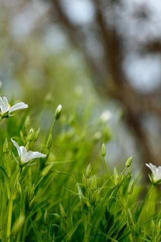 Обои цветы, трава, природа, размытость, белые, полевые цветы, flowers, grass, nature, blur, white, wildflowers разрешение 5103x3222 Загрузить