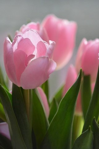 Обои цветы, природа, тюльпаны, розовые, flowers, nature, tulips, pink разрешение 1920x1280 Загрузить