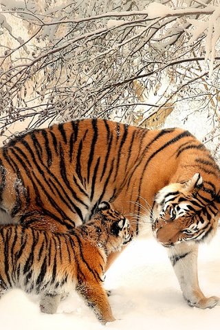 Обои тигр, морда, деревья, снег, зима, хищник, тигренок, tiger, face, trees, snow, winter, predator разрешение 3840x2160 Загрузить