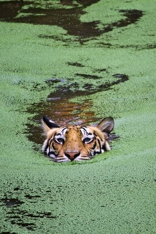 Обои тигр, морда, взгляд, хищник, водоросли, плывет, дикая кошк, tiger, face, look, predator, algae, floats разрешение 1920x1200 Загрузить