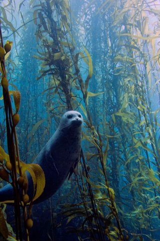 Обои водоросли, тюлень, подводный мир, algae, seal, underwater world разрешение 4608x3456 Загрузить