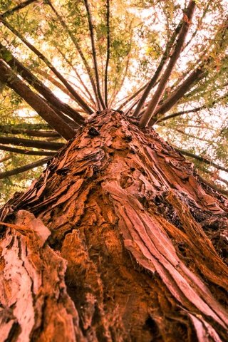 Обои дерево, ветки, ствол, кора, вид снизу, tree, branches, trunk, bark, bottom view разрешение 2048x1365 Загрузить