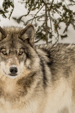 Обои зима, взгляд, хищник, волк, winter, look, predator, wolf разрешение 2048x1152 Загрузить