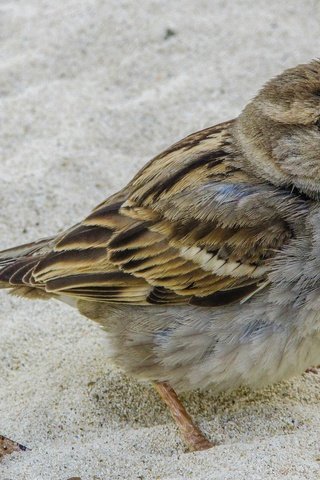 Обои природа, песок, птица, клюв, воробей, nature, sand, bird, beak, sparrow разрешение 1920x1080 Загрузить