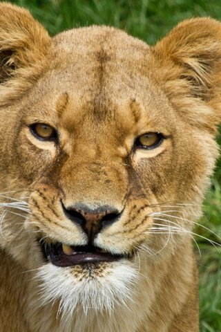 Обои морда, трава, хищник, большая кошка, лев, львица, face, grass, predator, big cat, leo, lioness разрешение 2048x1489 Загрузить