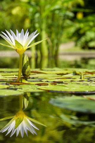 Обои вода, отражение, цветок, лилия, кувшинка, нимфея, водяная лилия, water, reflection, flower, lily, nymphaeum, water lily разрешение 4896x3264 Загрузить