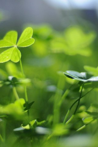 Обои природа, клевер, листья, размытость, растение, nature, clover, leaves, blur, plant разрешение 1920x1200 Загрузить