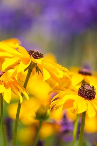 Обои цветы, природа, лаванда, лето, боке, рудбекия, flowers, nature, lavender, summer, bokeh, rudbeckia разрешение 2400x1600 Загрузить