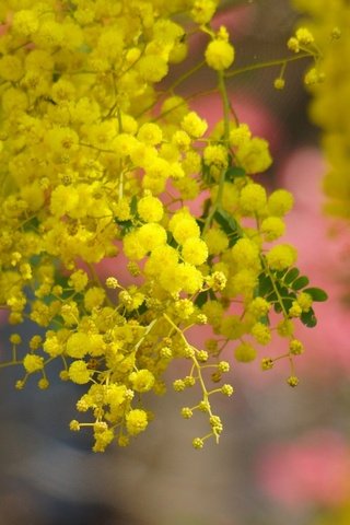 Обои дерево, цветение, весна, желтые, цветки, акация, мимоза, tree, flowering, spring, yellow, flowers, acacia, mimosa разрешение 2880x1800 Загрузить