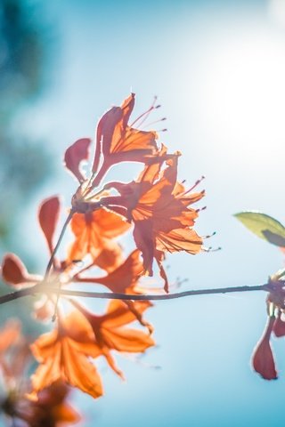 Обои небо, цветы, ветка, природа, листья, листва, рододендрон, the sky, flowers, branch, nature, leaves, foliage, rhododendron разрешение 4896x3264 Загрузить