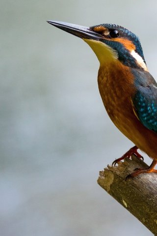 Обои птица, клюв, перья, боке, зимородок, bird, beak, feathers, bokeh, kingfisher разрешение 3886x2186 Загрузить