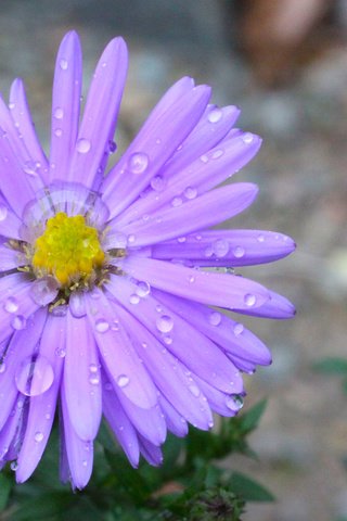 Обои цветок, капли, лепестки, астра, сиреневые, астра татарская, flower, drops, petals, astra, lilac, astra tatar разрешение 3840x2400 Загрузить