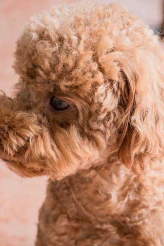 Обои глаза, взгляд, собака, профиль, пудель, абрикосовый, eyes, look, dog, profile, poodle, apricot разрешение 6000x4000 Загрузить