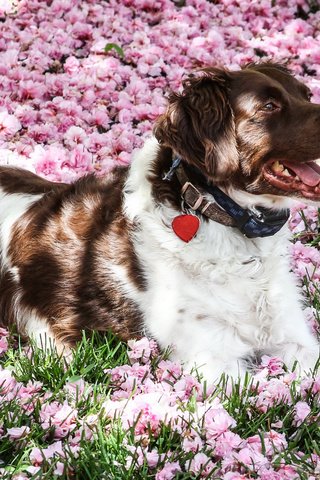 Обои цветы, мордочка, взгляд, собака, ошейник, австралийская овчарка, flowers, muzzle, look, dog, collar, australian shepherd разрешение 2400x1600 Загрузить