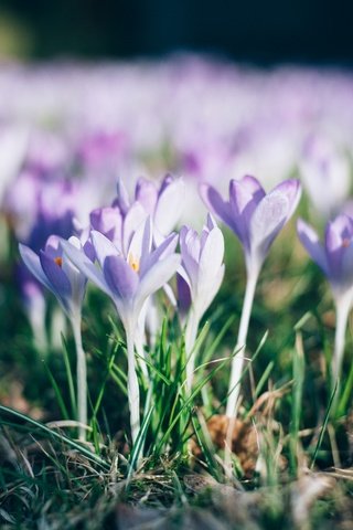 Обои цветы, трава, природа, лепестки, весна, крокусы, flowers, grass, nature, petals, spring, crocuses разрешение 4368x2912 Загрузить