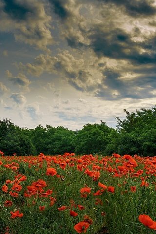 Обои небо, маки, цветы, облака, деревья, природа, пейзаж, лето, красные, the sky, maki, flowers, clouds, trees, nature, landscape, summer, red разрешение 2560x1440 Загрузить