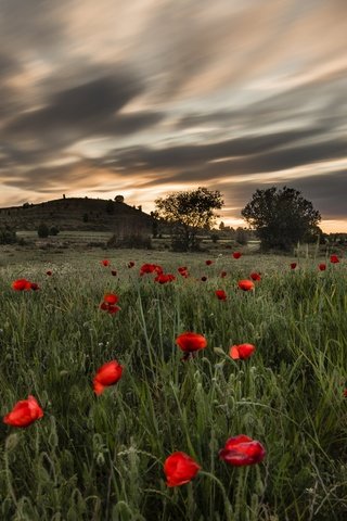 Обои небо, красные, цветы, маки, трава, облака, природа, пейзаж, поле, лето, the sky, red, flowers, maki, grass, clouds, nature, landscape, field, summer разрешение 2560x1643 Загрузить