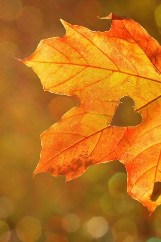 Обои природа, осень, лист, сердце, кленовый лист, боке, nature, autumn, sheet, heart, maple leaf, bokeh разрешение 3000x2090 Загрузить