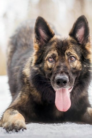 Обои морда, собака, язык, немецкая овчарка, овчарка, face, dog, language, german shepherd, shepherd разрешение 2880x1800 Загрузить