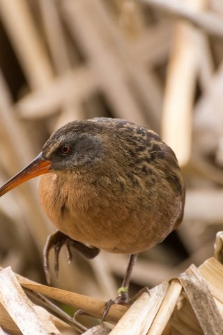 Обои птица, клюв, водяной пастушок, пастушок, сухая трава, bird, beak, water boy, shepherd, dry grass разрешение 2048x1296 Загрузить