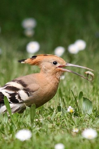 Обои цветы, трава, природа, птица, клюв, перья, удод, flowers, grass, nature, bird, beak, feathers, hoopoe разрешение 2048x1103 Загрузить