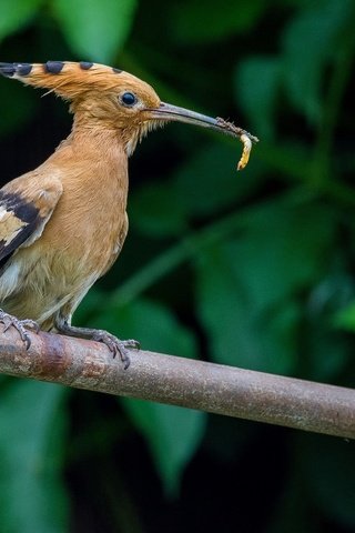 Обои природа, птица, клюв, перья, зеленые листья, удод, nature, bird, beak, feathers, green leaves, hoopoe разрешение 2048x1294 Загрузить