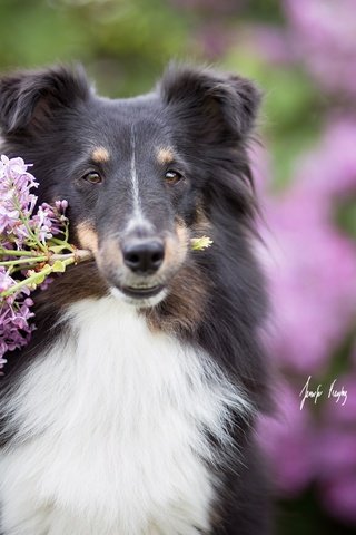 Обои собака, друг, сирень, шелти, шетландская овчарка, dog, each, lilac, sheltie, shetland sheepdog разрешение 2048x1365 Загрузить