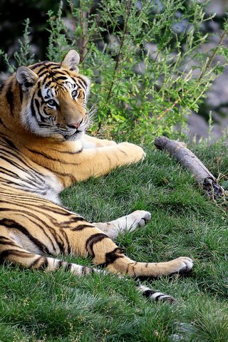 Обои тигр, бенгальский тигр, морда, трава, природа, лапы, лежит, хищник, большая кошка, tiger, bengal tiger, face, grass, nature, paws, lies, predator, big cat разрешение 1920x1280 Загрузить