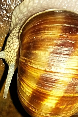 Обои улитка, необычная, snail, unusual разрешение 2560x1600 Загрузить