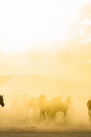 Обои утро, туман, лошади, кони, табун, солнечный свет, morning, fog, horse, horses, the herd, sunlight разрешение 2843x1440 Загрузить