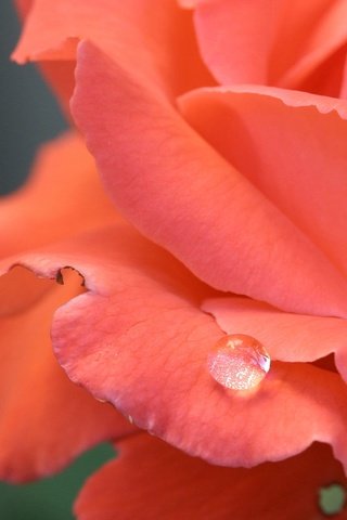 Обои вода, цветок, роса, капли, роза, лепестки, water, flower, rosa, drops, rose, petals разрешение 2048x1310 Загрузить