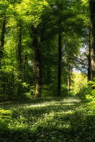 Обои цветы, трава, деревья, зелень, лес, весна, flowers, grass, trees, greens, forest, spring разрешение 1920x1200 Загрузить