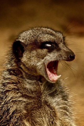 Обои морда, зубы, животное, дикая природа, сурикат, млекопитающее, face, teeth, animal, wildlife, meerkat, mammal разрешение 2048x1280 Загрузить