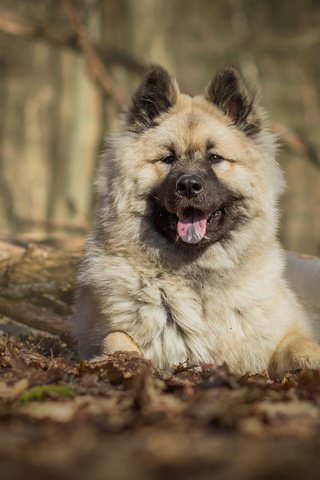 Обои природа, собака, язык, евразиер, nature, dog, language, the eurasier разрешение 2880x1800 Загрузить