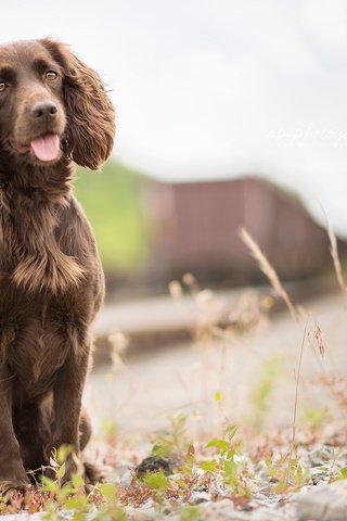 Обои трава, железная дорога, собака, язык, спаниель, irish water spaniel, grass, railroad, dog, language, spaniel разрешение 1920x1200 Загрузить